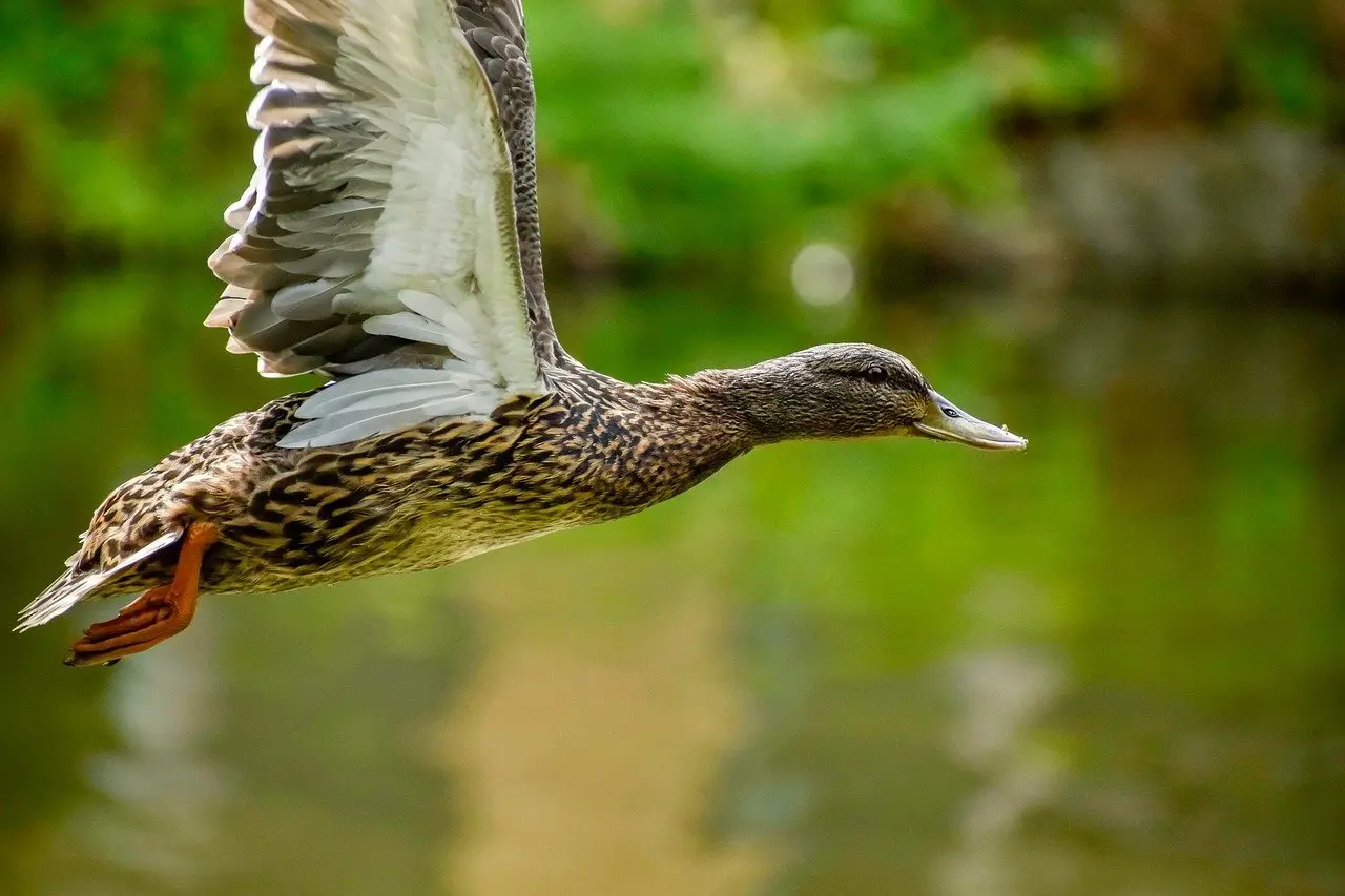 Fyr i Krydsord Løsning