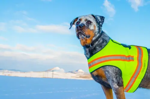 Derfor er en varmevest en praktisk gave til mor