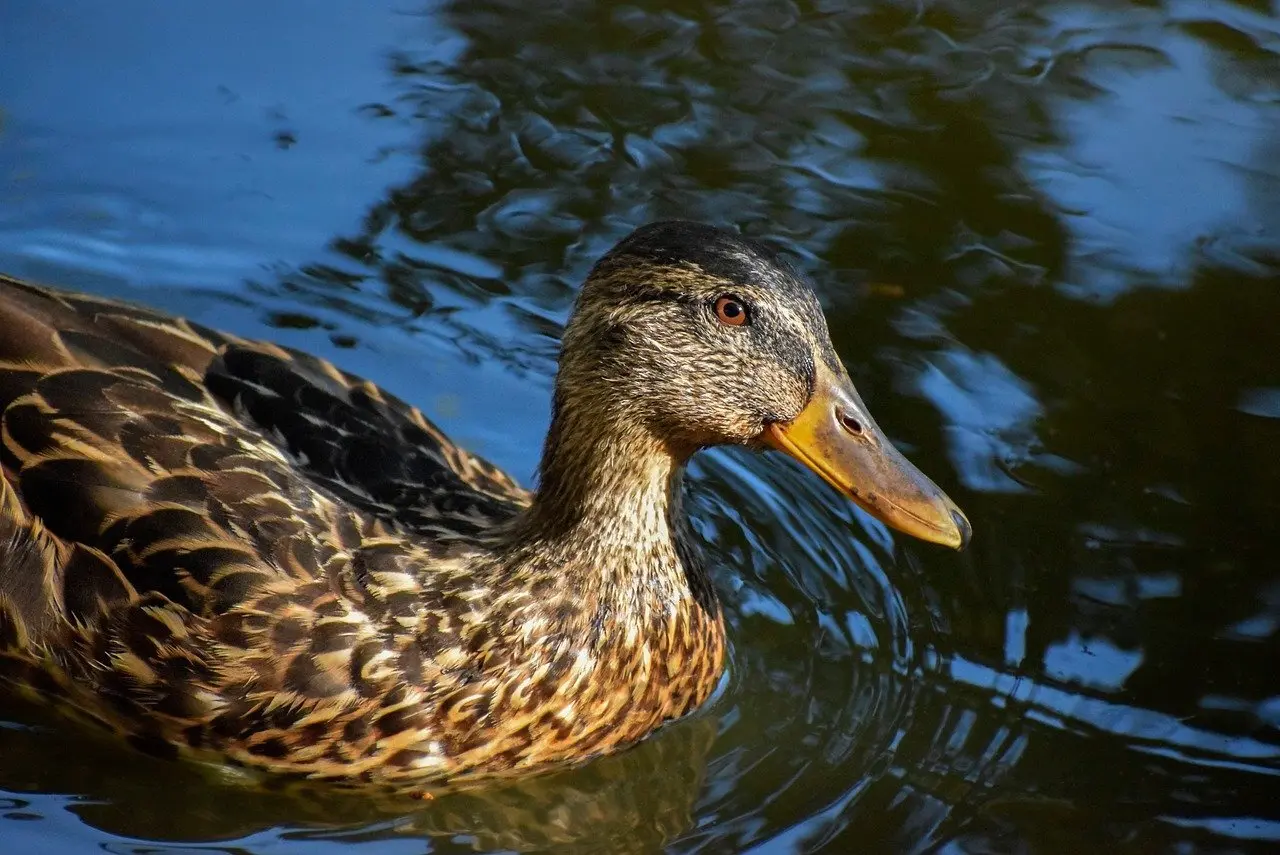 Ekspert i Krydsord Hjælp