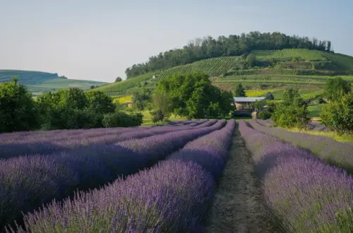 Hvilken gave passer til mor, der elsker havearbejde?