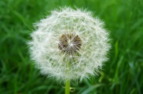 Hvor lang er leveringstiden på en badekåbe med monogram til mor?