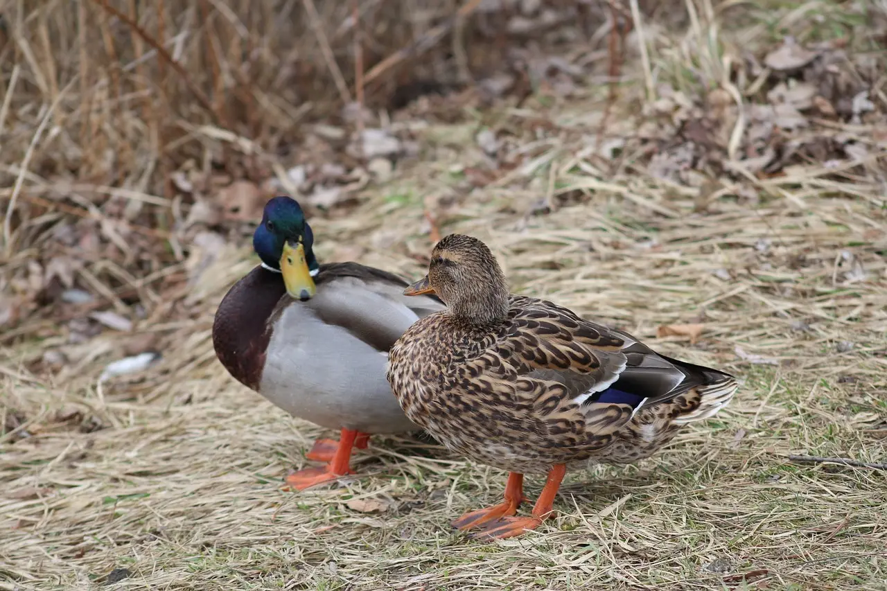 Reference til Hint Krydsord